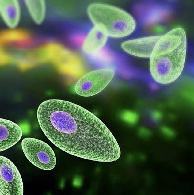 [Елена Чунаева] Паразитоз (2022)_0.png